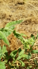 Nicotiana obtusifolia