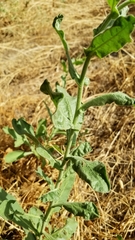 Nicotiana obtusifolia