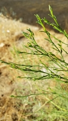 Baccharis sarothroides