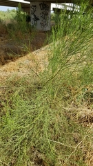 Baccharis sarothroides