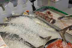 Scomberomorus commerson