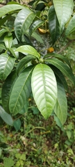Tabernaemontana alternifolia