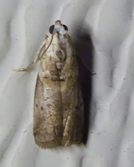 Acrobasis palliolella