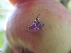 Rhagoletis pomonella