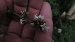 Galianthe bogotensis