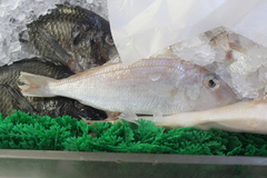 Crimson Jobfish photo 4