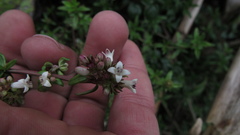 Galianthe bogotensis