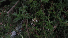 Galianthe bogotensis
