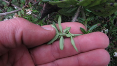 Galianthe bogotensis