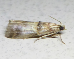 Acrobasis palliolella