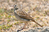 Correndera Pipit - Photo (c) Cláudio Dias Timm, some rights reserved (CC BY-SA)
