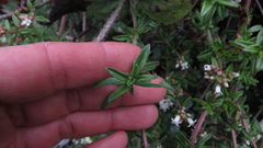 Galianthe bogotensis