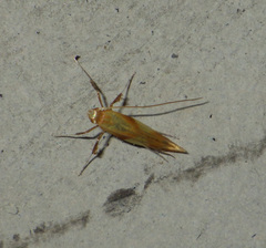 Gracillariinae