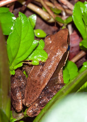 Hydrophylax bahuvistara