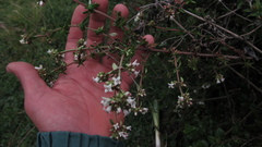 Galianthe bogotensis