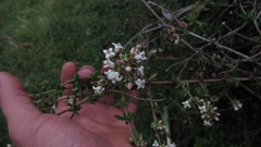 Galianthe bogotensis