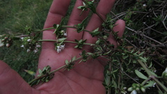 Galianthe bogotensis