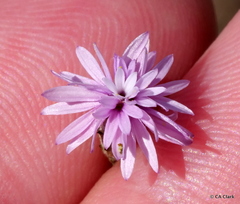 Lessingia arachnoidea