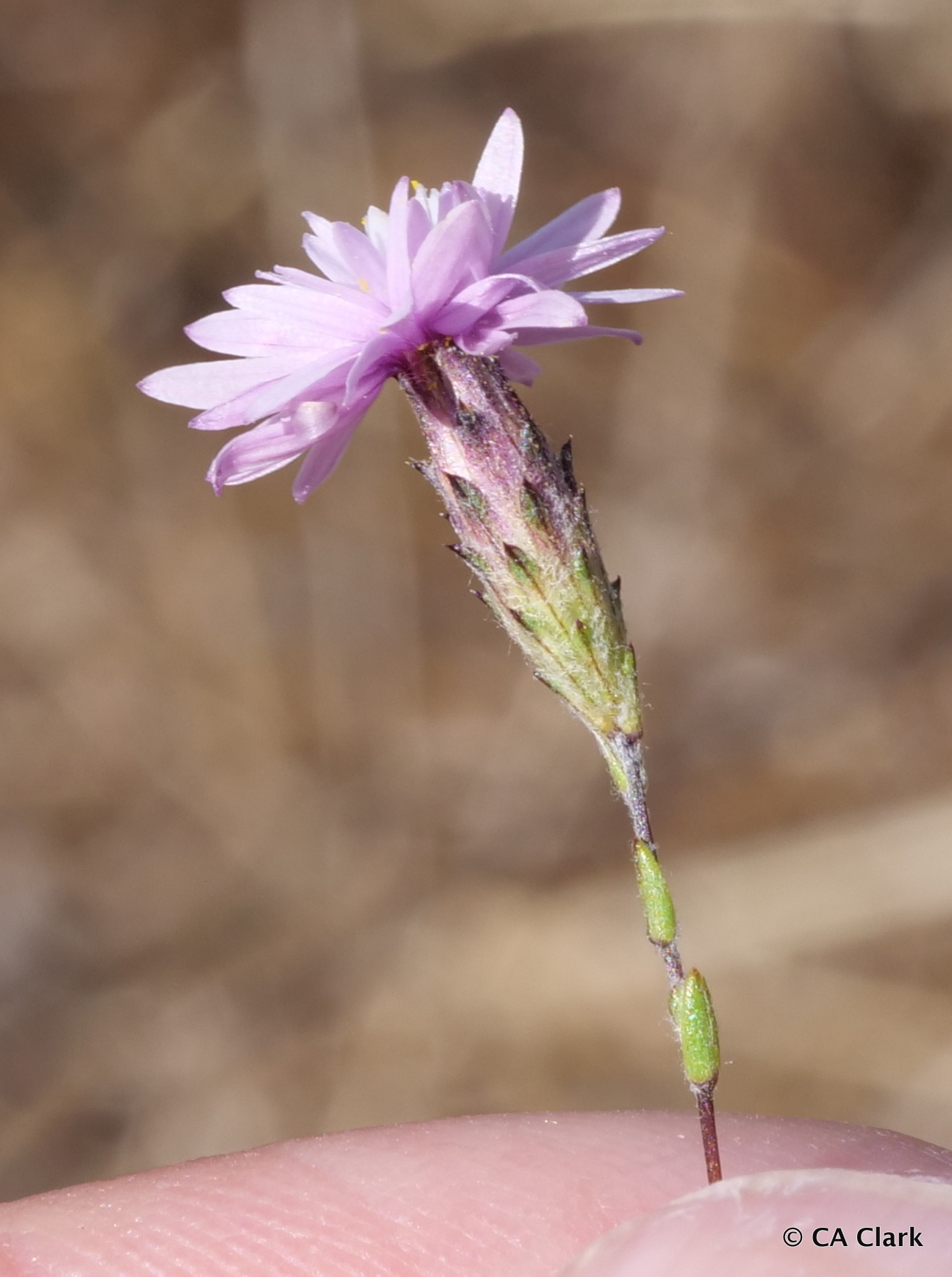 Lessingia arachnoidea
