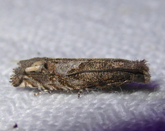 Epiblema minutana
