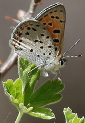 Lycaena cupreus