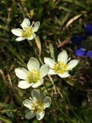 Parnassia cirrata