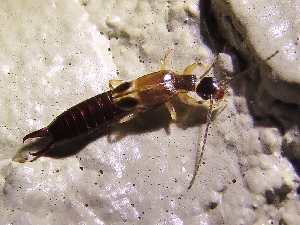 African earwig