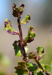 Aceria baccharipha