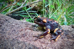 Telmatobufo venustus