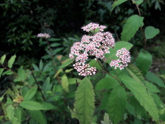 Spiraea micrantha