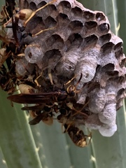Mischocyttarus navajo