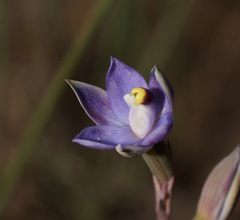 Thelymitra holmesii