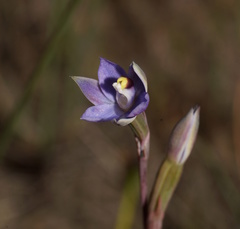 Thelymitra holmesii
