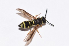 Parancistrocerus vagus