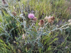 Cirsium flodmanii