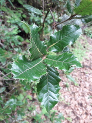 Quercus semecarpifolia