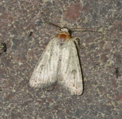 Caradrina clavipalpis