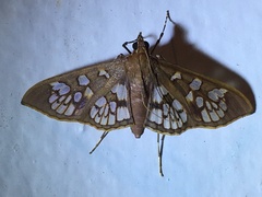 Prenesta fenestrinalis