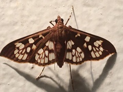 Prenesta fenestrinalis