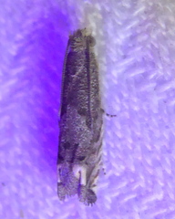 Epiblema minutana