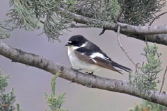 Ficedula semitorquata