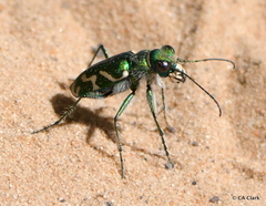 Cicindela tranquebarica parallelonota
