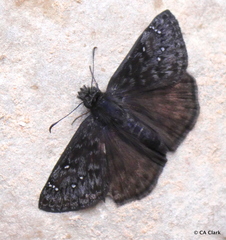 Erynnis telemachus