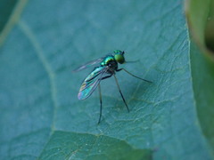 Condylostylus caudatus