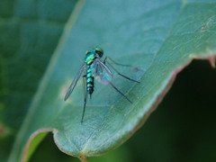 Condylostylus caudatus