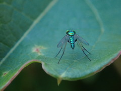 Condylostylus caudatus