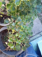 Polyscias guilfoylei victoriae