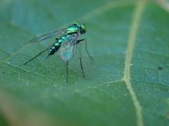 Condylostylus caudatus