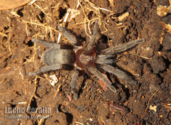 Catumiri argentinense