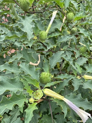 jimsonweed